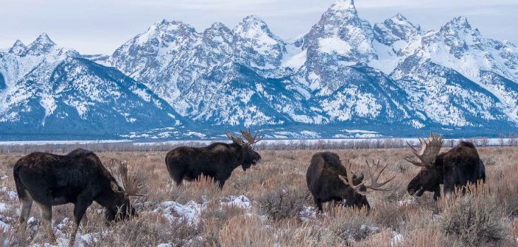 Wildlife Encounters