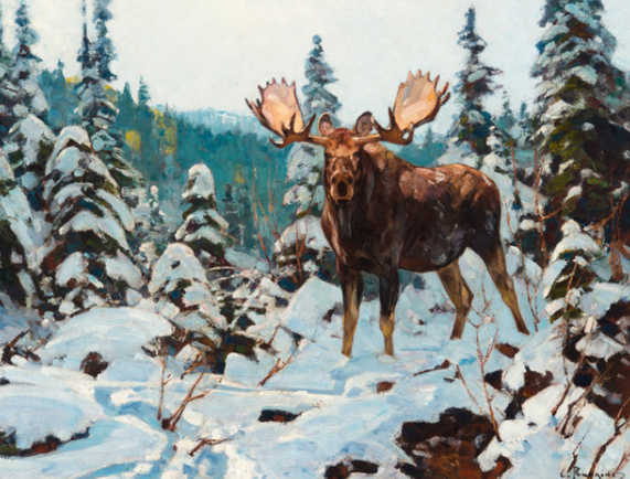 bull moose art