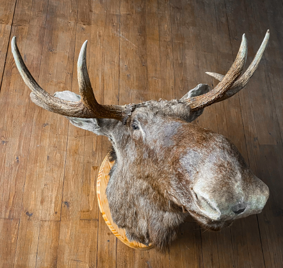 faux taxidermy moose head2