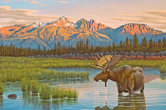 framed moose art
