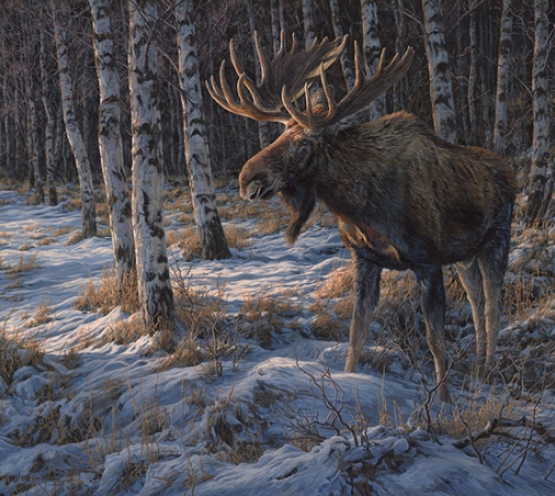 moose