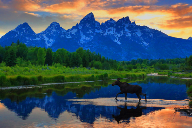 moose and mountains