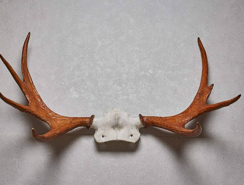 moose antlers wall decor