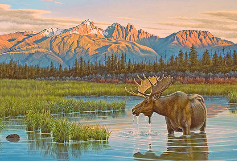 moose artist
