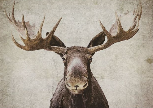 pre lit elmer the moose canvas