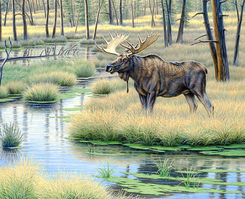 moose on canvas