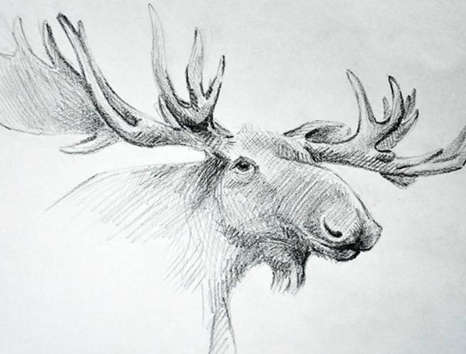 moose sketches