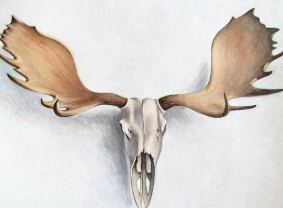 moose skull art