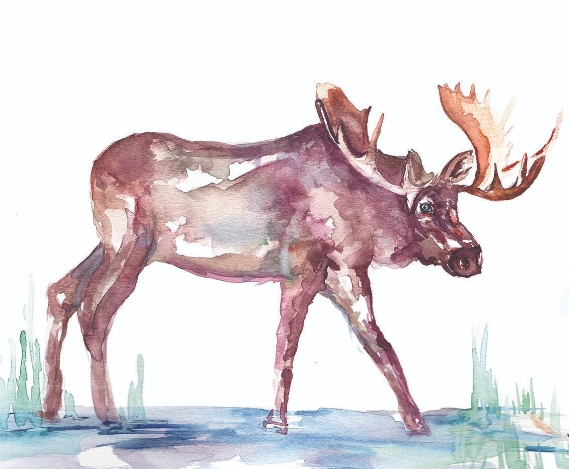 moose watercolor