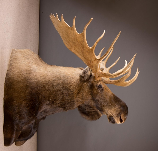 taxidermy moose head