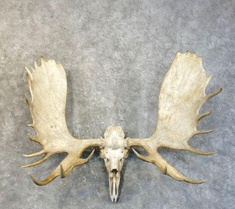Understanding Moose Skull Taxidermy