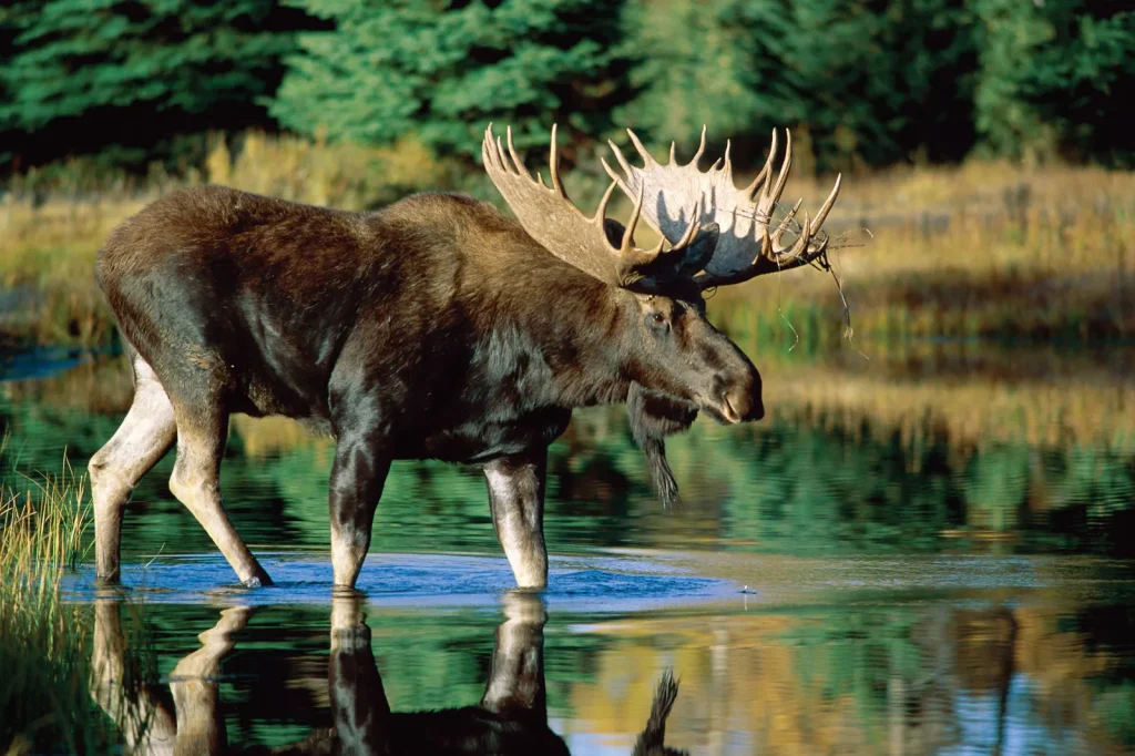 moose home range