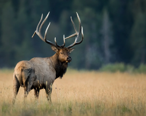 Artistic Representations of the Elk