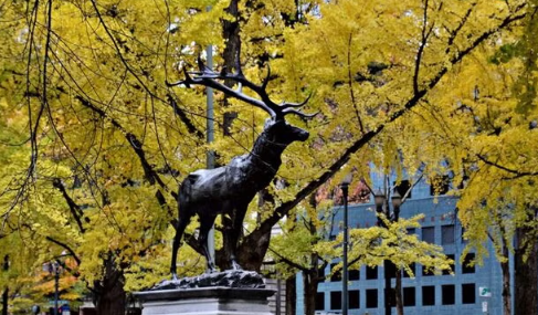 Celebrating Local Wildlife