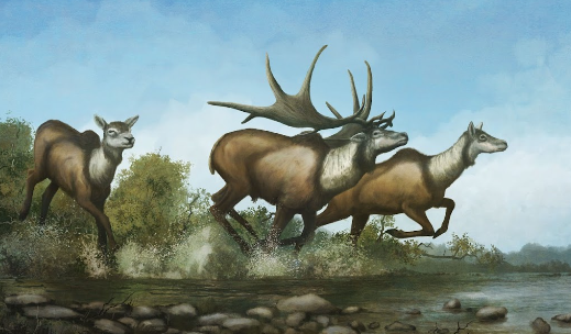 Cultural Significance and Traditional Uses