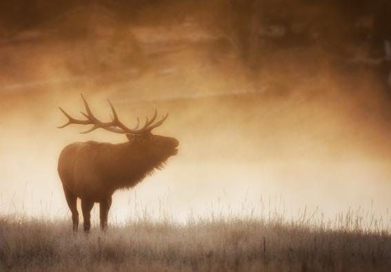 Discover the Beauty of Elk Art