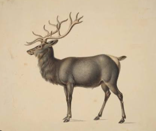 Elk Art Festivals and Community Engagement