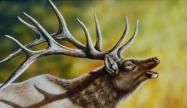 Elk Art and Wildlife Storytelling