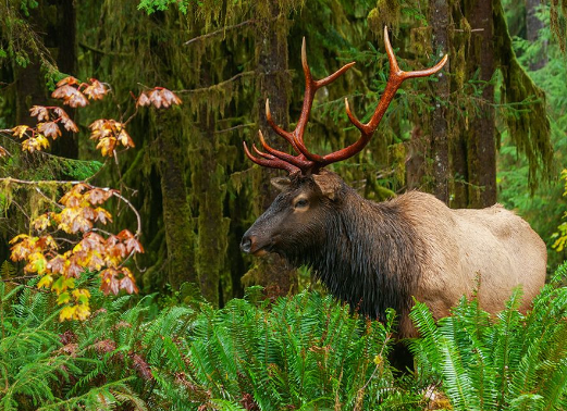 Elk Art in National and State Parks