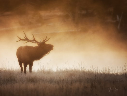 Elk Art in Wildlife Photography Projects