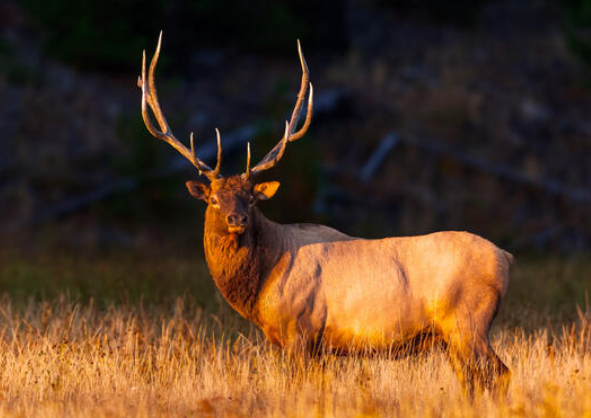 Elk as a Contemporary Symbol