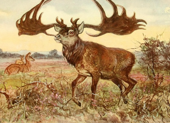 Elk in European Folklore