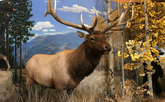 Engaging Activities with Elk Art