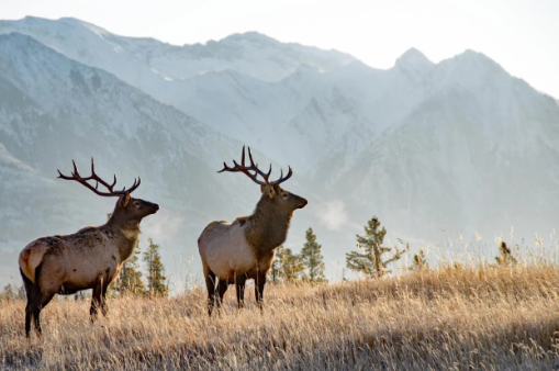 Incorporating Elk Art into Your Decor2