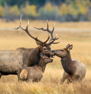 Social Structures and Interactions