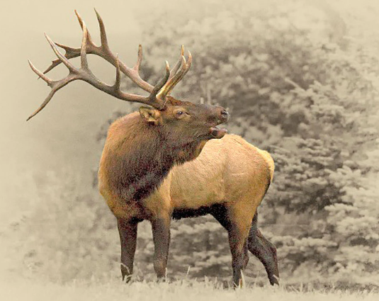 Survival Themes in Elk Art