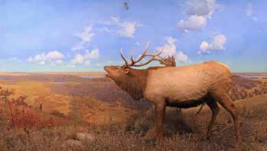 Techniques for Capturing Elk in Art