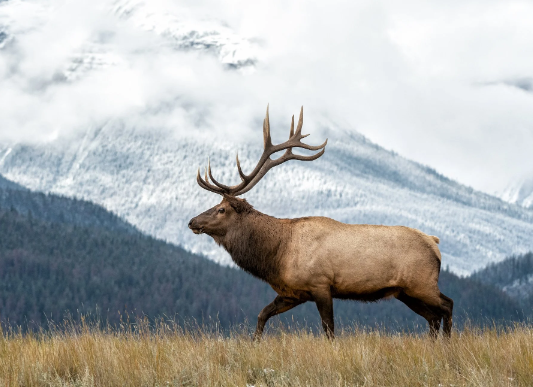 The Cultural Significance of Elk Art