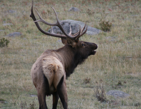 The Cultural Significance of Elk Art2