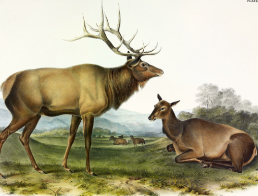The Importance of Elk in Ecosystems