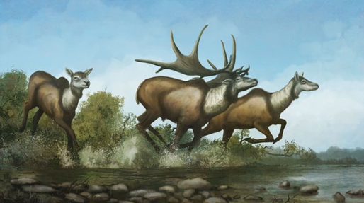 The Rich History of Elk in Art