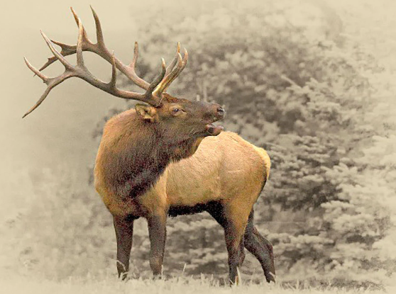 The Rise of Abstract Elk Portraits2