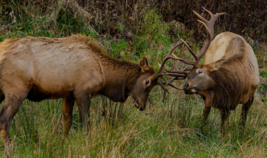 The Rut Season