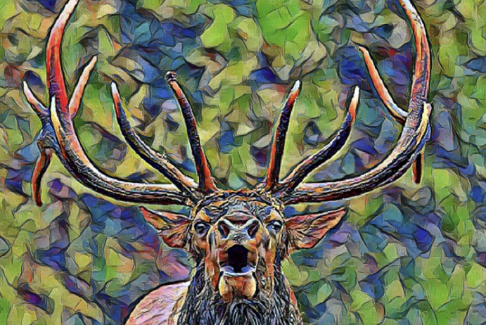 The Sacred Significance of Elk in Indigenous Culture