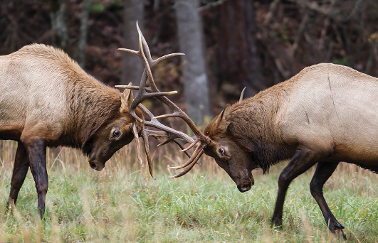 The Significance of Elk in Various Cultures