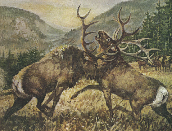 The Symbolism of Elk in Tribal Culture