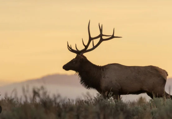 The Symbolism of the Elk in Native American Lore