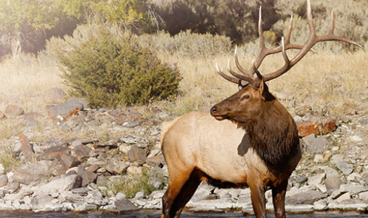 The Symbolism of the Elk
