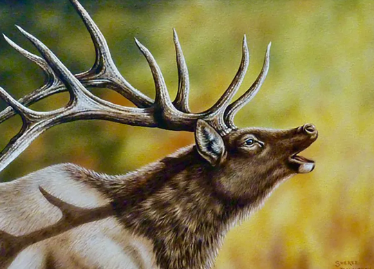 Understanding Elk Behavior through Observation