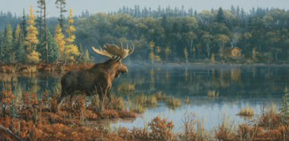 Where to Find Moose Art
