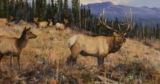 Collecting Elk Art