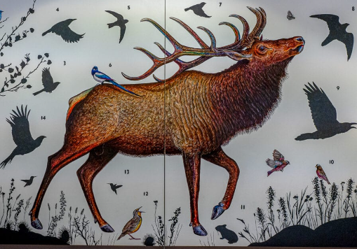 Conservation Messaging Through Elk Art2