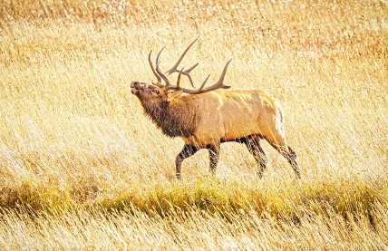 Elk Art for Museums and Galleries