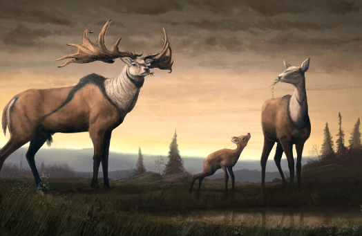 The Evolution of Elk Art