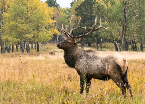 The Natural Drama of Elk in Their Habitat