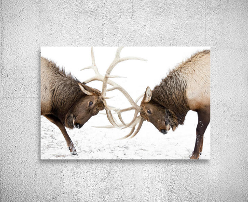 The Role of Elk Art in Conservation